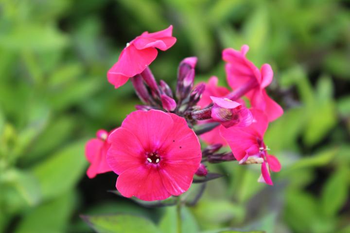 Phlox paniculata 'Tenor'