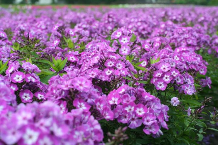 Phlox paniculata 'Uspech' ('Laura')