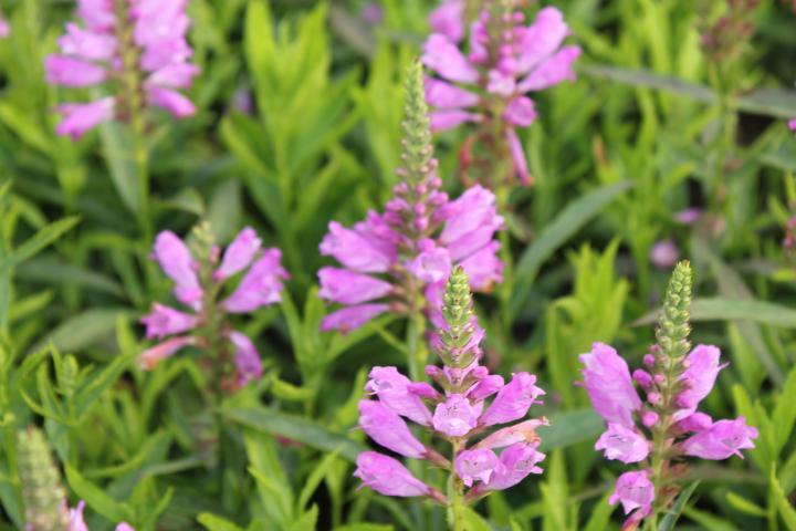 Physostegia virginiana 'Bouquet Rose'