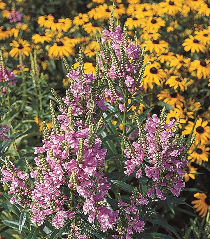 Physostegia virginiana 'Rosea'