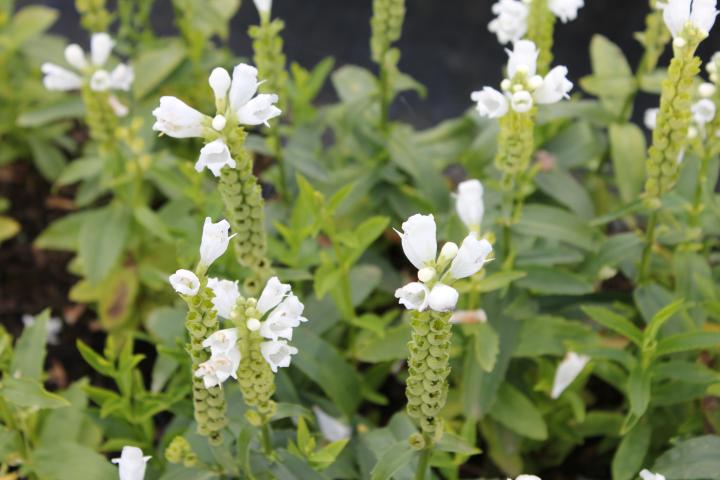 Physostegia virginiana 'Summer Snow'