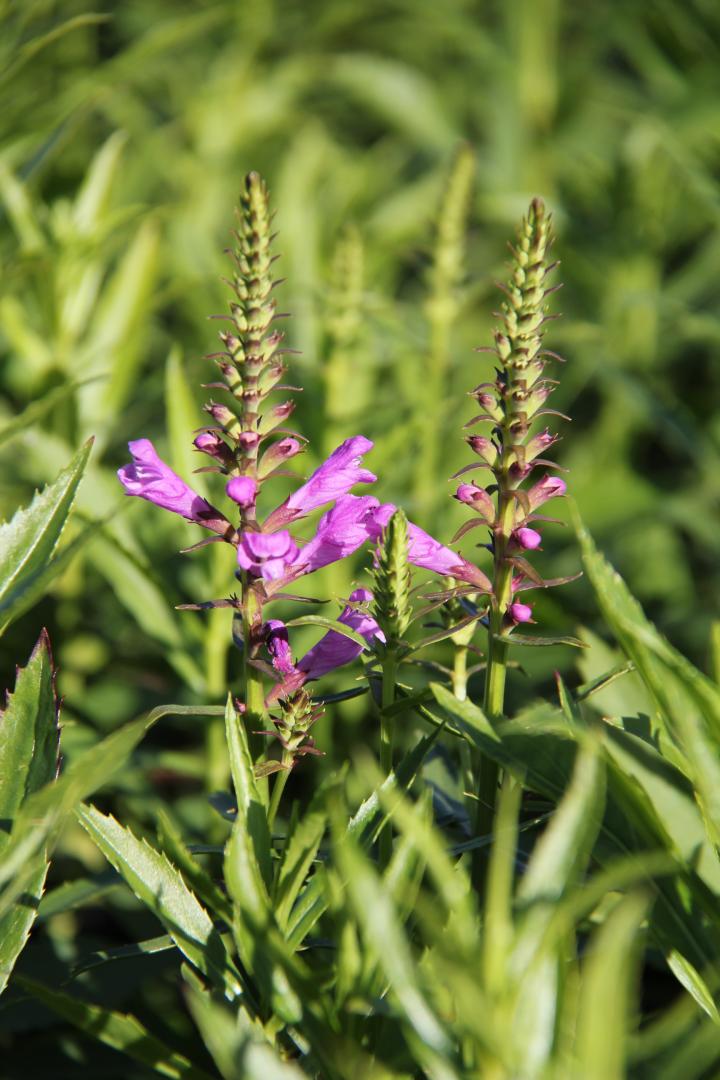 Physostegia virginiana 'Vivid'