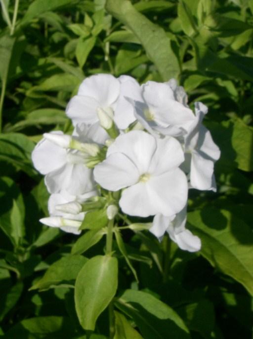 Phlox paniculata 'White Admiral'