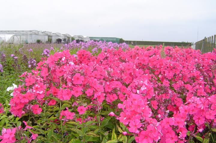Phlox paniculata 'Windsor'