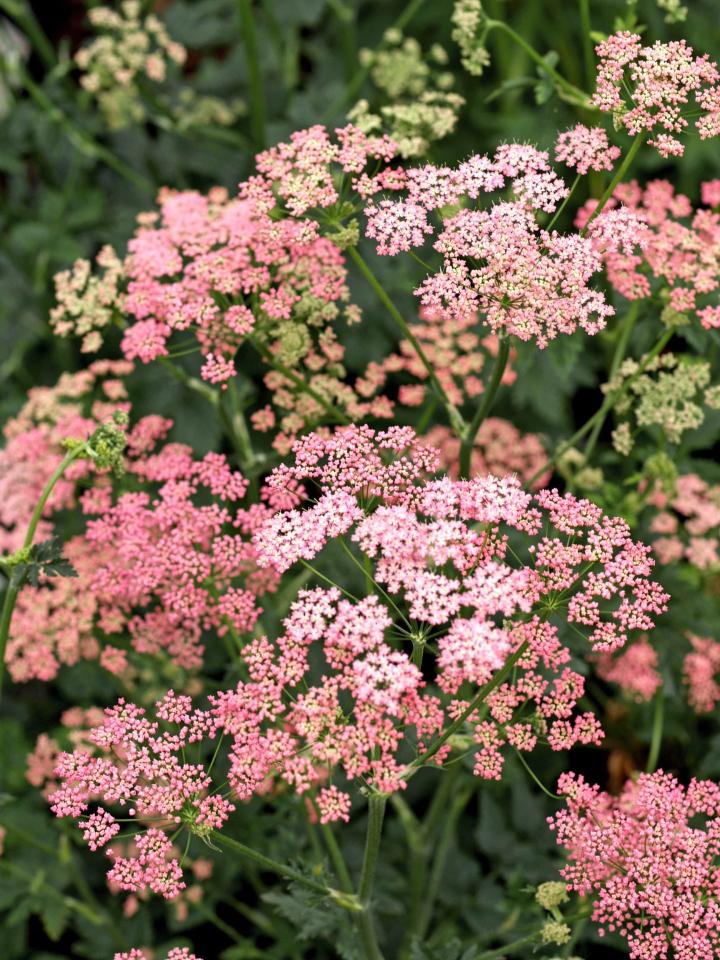 Pimpinella major 'Rosea'