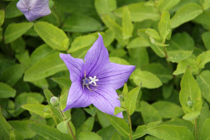 Platycodon grandiflorus 'Fuji Blue'