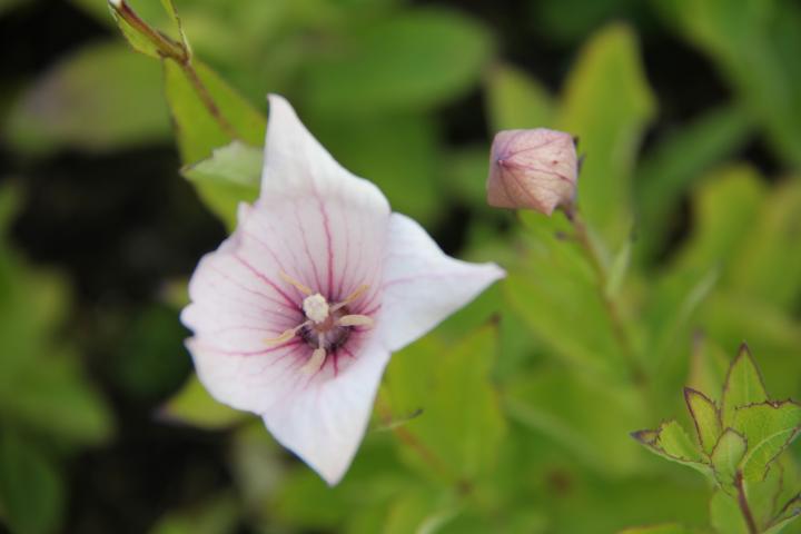 Platycodon grandiflorus 'Fuji Pink'