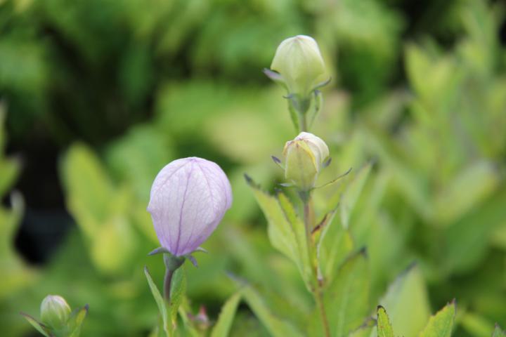 Platycodon grandiflorus 'Fuji Pink'