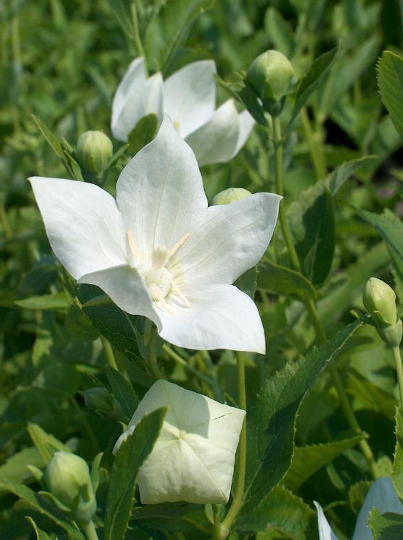 Platycodon grandiflorus 'Fuji White'