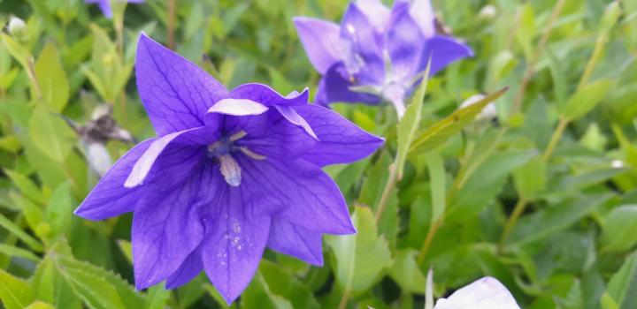 Platycodon grandiflorus 'Hakone Blue'