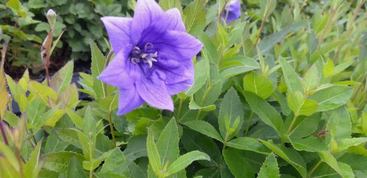 Platycodon grandiflorus 'Hakone Blue'