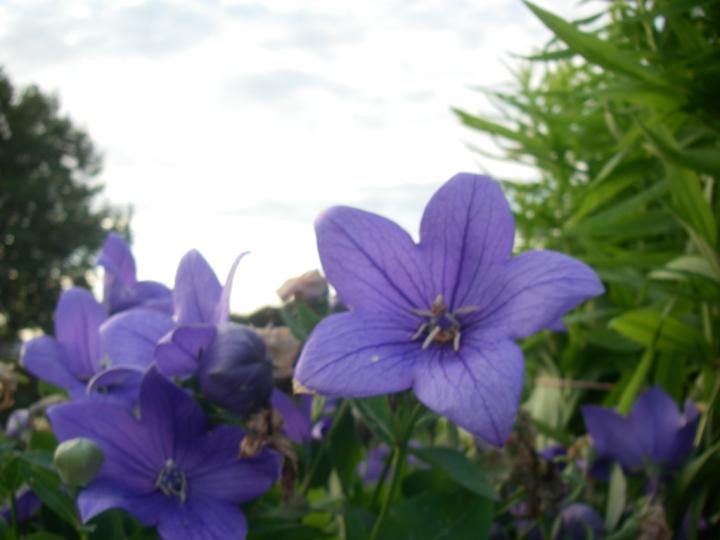 Platycodon grandiflorus 'Mariesii'