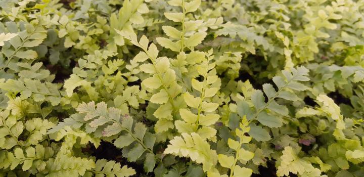 Polystichum aculeatum