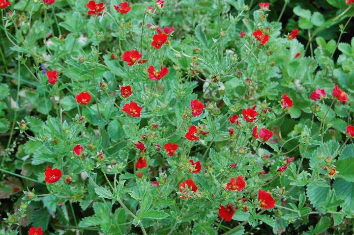 Potentilla atrosanguinea