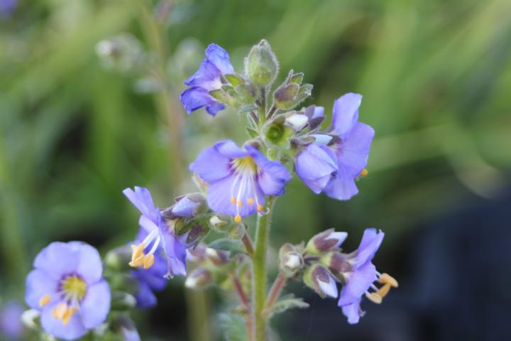 Polemonium caeruleum