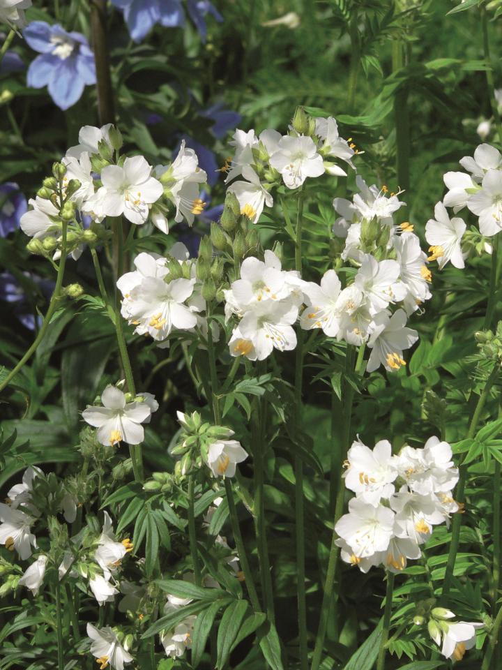 Polemonium caeruleum 'Album'