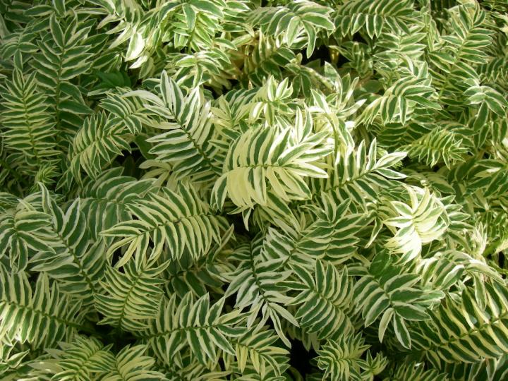 Polemonium caeruleum 'Brise d'Anjou' ®