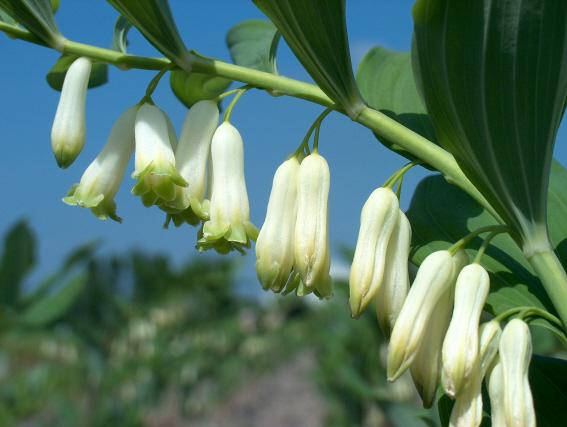 Polygonatum commutatum