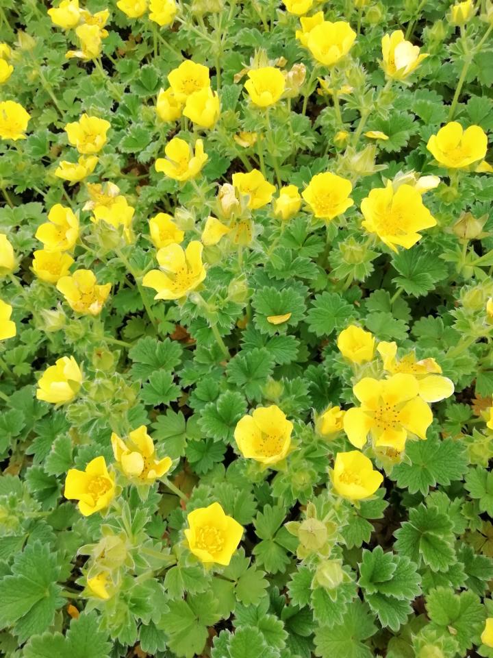 Potentilla megalantha (fragiformis)