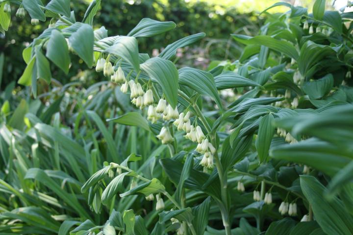 Polygonatum multiflorum