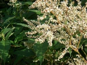 Polygonatum multiflorum