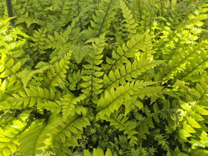 Polystichum neolobatum