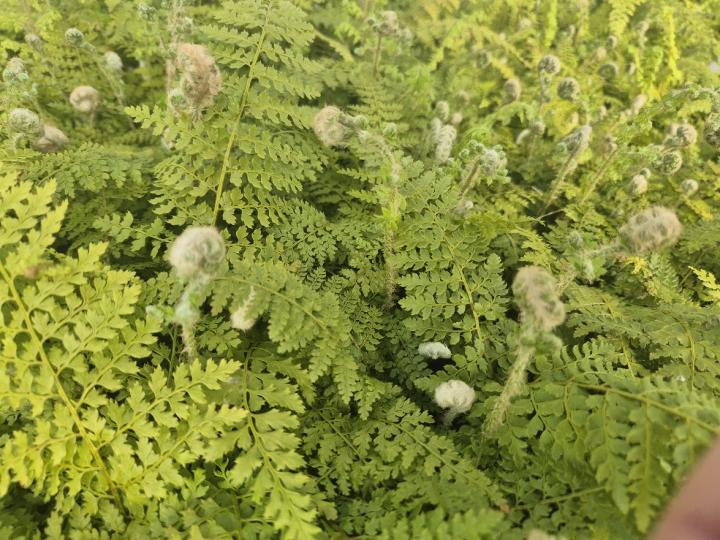 Polystichum setiferum 'Plumosum'