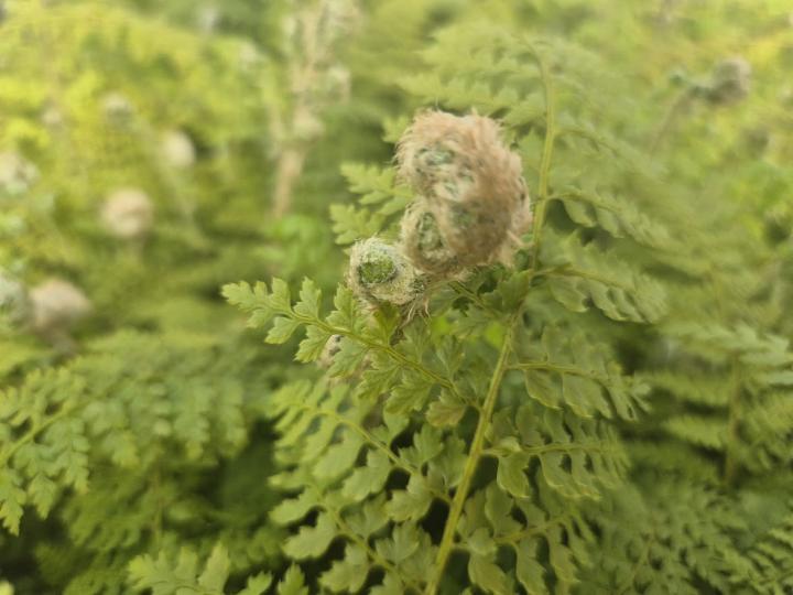 Polystichum setiferum 'Plumosum'