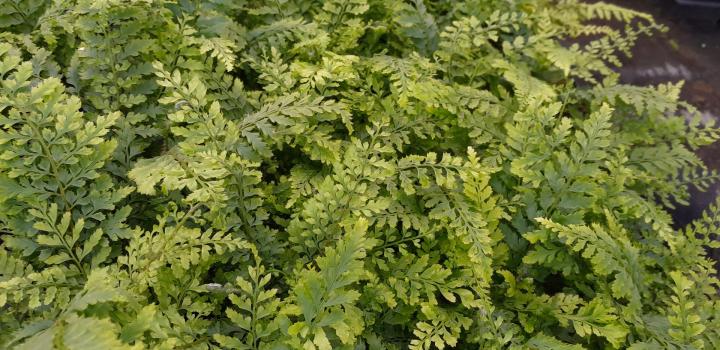 Polystichum setiferum 'Proliferum'