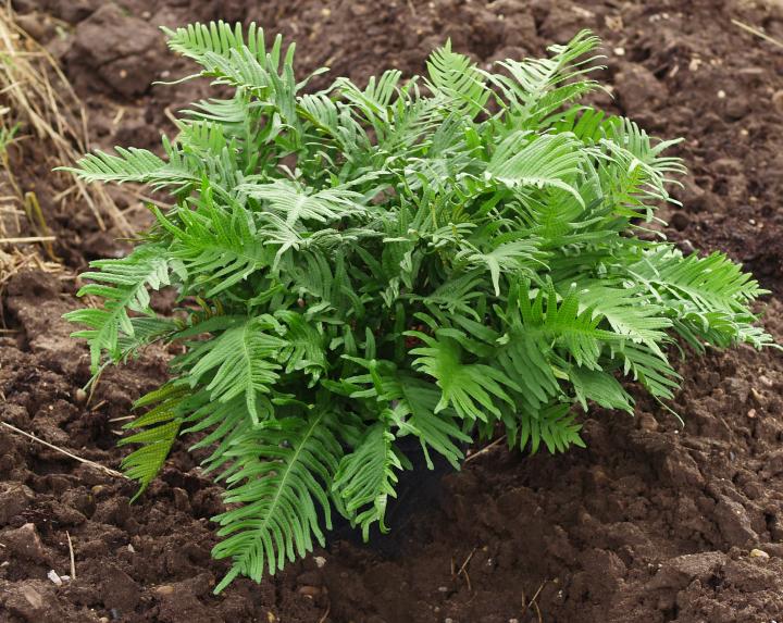 Polypodium vulgare 'Whitley Giant'