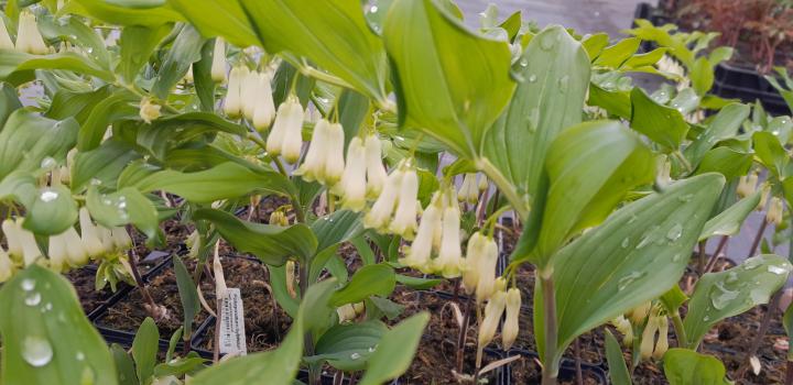 Polygonatum hybridum (x) 'Weihenstephan'