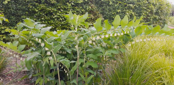 Polygonatum hybridum (x) 'Weihenstephan'