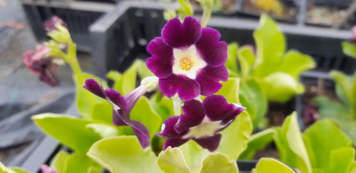 Primula auricula (pubescens)