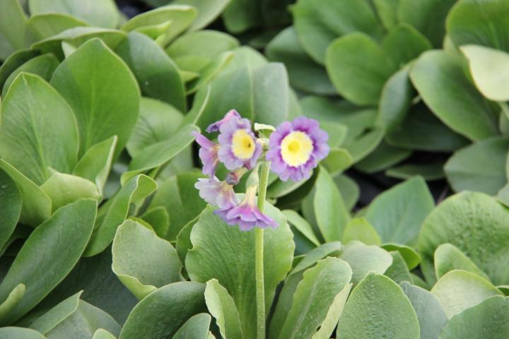 Primula auricula (pubescens)