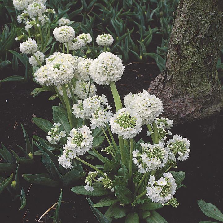 Primula denticulata 'Alba'
