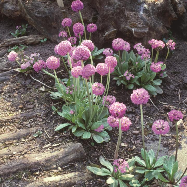 Primula denticulata 'Cashmeriana'