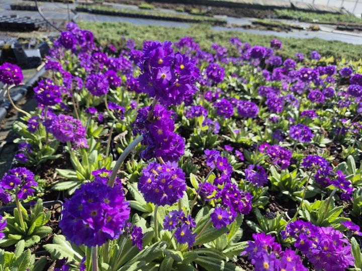 Primula denticulata 'Cashmeriana'