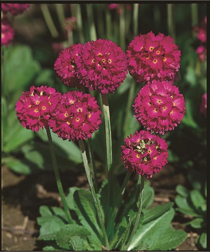Primula denticulata 'Rubin'