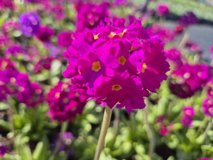 Primula denticulata 'Rubin'
