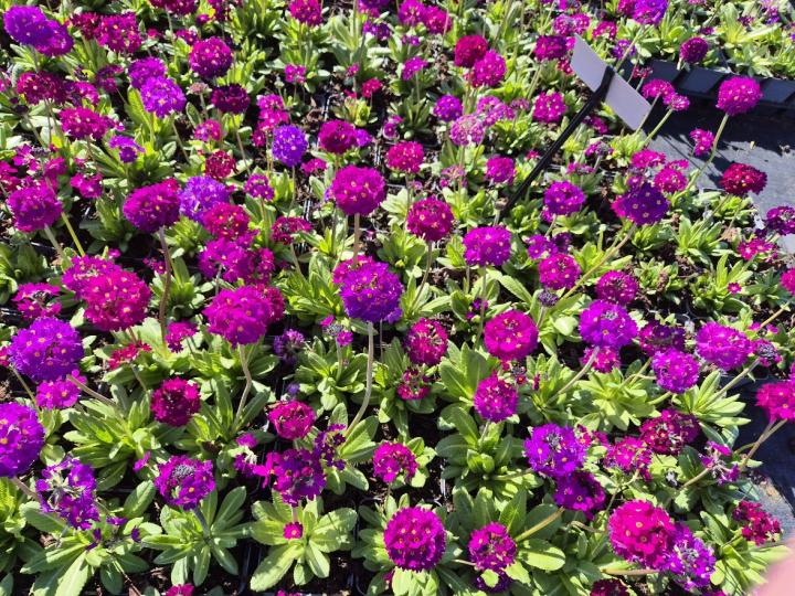 Primula denticulata 'Rubin'