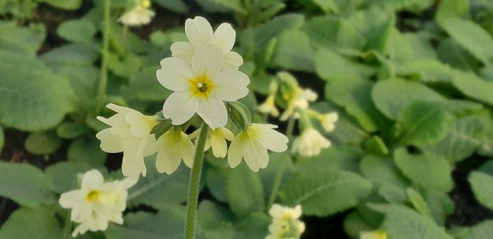 Primula elatior