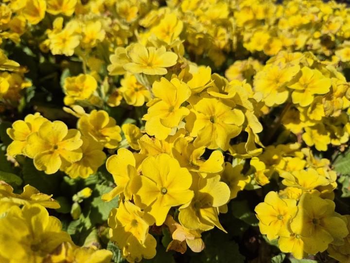 Primula elatior 'Veristar Mid Yellow'