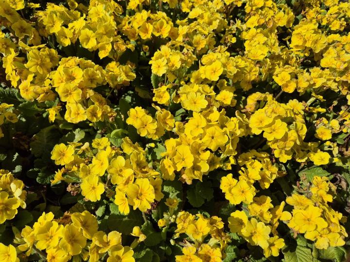 Primula elatior 'Veristar Mid Yellow'