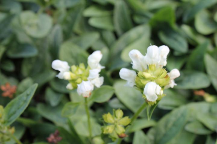 Prunella grandiflora 'Alba'