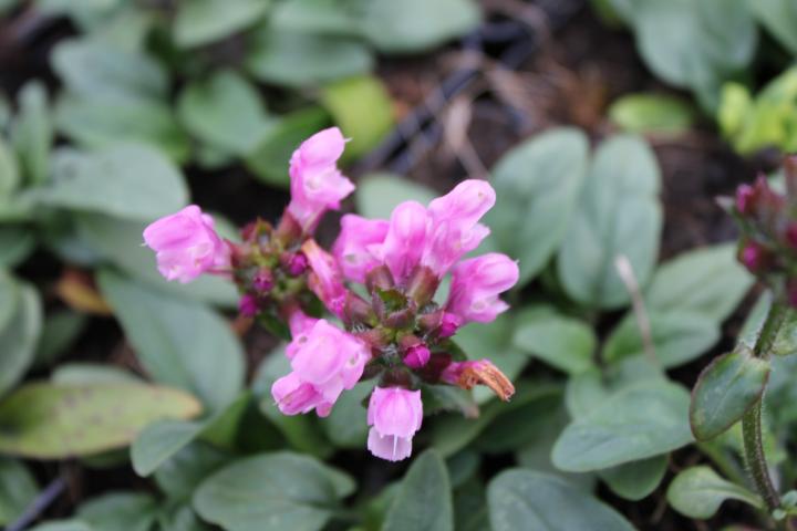 Prunella grandiflora 'Loveliness Pink'
