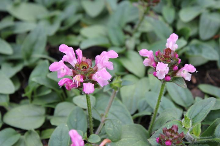 Prunella grandiflora 'Loveliness Pink'