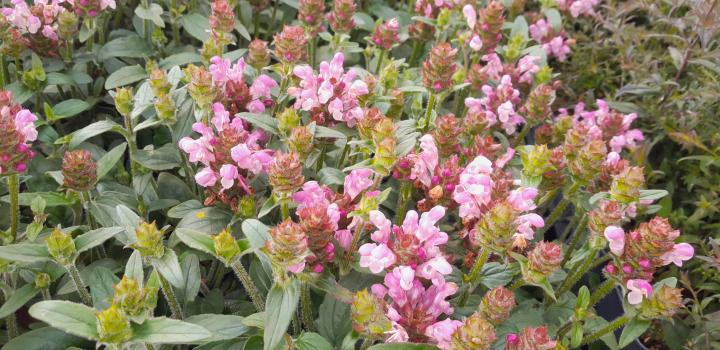 Prunella grandiflora 'Loveliness Pink'