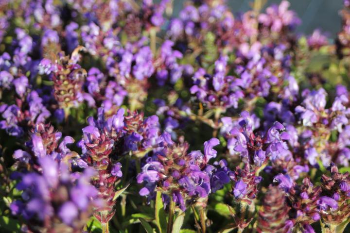 Prunella grandiflora