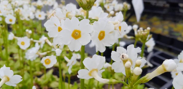 Primula japonica 'Alba'