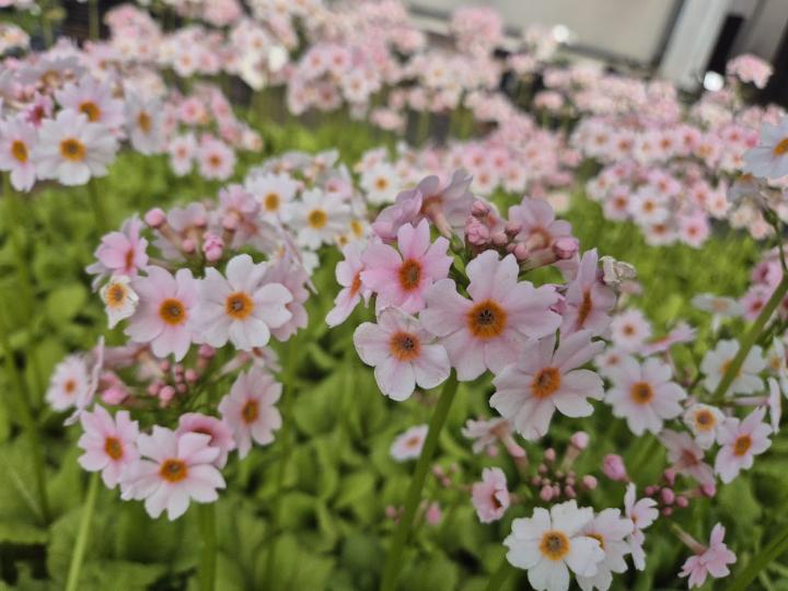 Primula japonica 'Appleblossom'